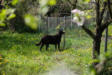 BENEK, Hund, Mischlingshund in Kroatien - Bild 5