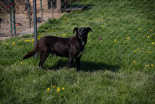 BENEK, Hund, Mischlingshund in Kroatien - Bild 6