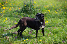 BENEK, Hund, Mischlingshund in Kroatien - Bild 7