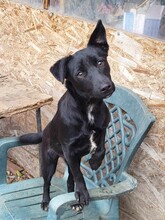 ZIPPY, Hund, Mischlingshund in Rumänien