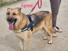 LYONA, Hund, Deutscher Schäferhund in Spanien - Bild 11