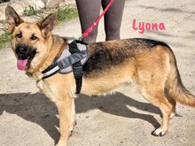 LYONA, Hund, Deutscher Schäferhund in Spanien - Bild 2