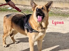 LYONA, Hund, Deutscher Schäferhund in Spanien - Bild 3