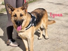 LYONA, Hund, Deutscher Schäferhund in Spanien - Bild 4