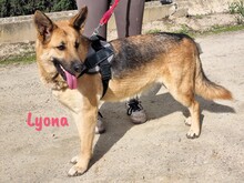 LYONA, Hund, Deutscher Schäferhund in Spanien - Bild 5