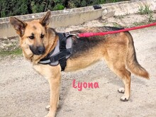 LYONA, Hund, Deutscher Schäferhund in Spanien - Bild 9