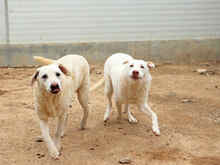 EDDY, Hund, Mischlingshund in Italien - Bild 11