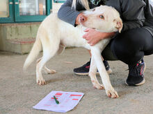 EDDY, Hund, Mischlingshund in Italien - Bild 15