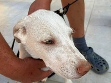 EDDY, Hund, Mischlingshund in Italien - Bild 16