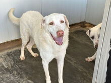 EDDY, Hund, Mischlingshund in Italien - Bild 3