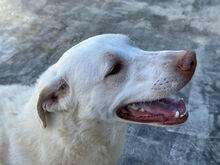 EDDY, Hund, Mischlingshund in Italien - Bild 6