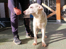 BODO, Hund, Mischlingshund in Italien - Bild 13