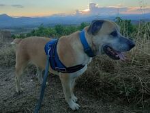 NANA, Hund, Mischlingshund in Italien - Bild 2