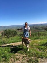 NANA, Hund, Mischlingshund in Italien - Bild 8