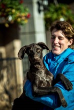 TATTOO, Hund, Deutsch Kurzhaar-Mix in Ungarn - Bild 10