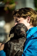 TATTOO, Hund, Deutsch Kurzhaar-Mix in Ungarn - Bild 14