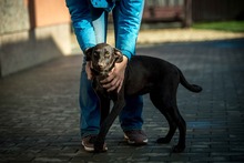 TATTOO, Hund, Deutsch Kurzhaar-Mix in Ungarn - Bild 16