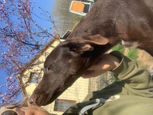 TATTOO, Hund, Deutsch Kurzhaar-Mix in Ungarn - Bild 2