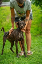 TATTOO, Hund, Deutsch Kurzhaar-Mix in Ungarn - Bild 5