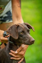 TATTOO, Hund, Deutsch Kurzhaar-Mix in Ungarn - Bild 6