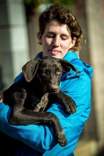 TATTOO, Hund, Deutsch Kurzhaar in Ungarn - Bild 4