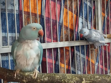 BLUE, Vogel, Halsbandsittich in Hamburg - Bild 4