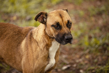 BERTA, Hund, Mischlingshund in Kroatien - Bild 1