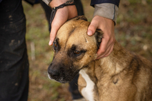 BERTA, Hund, Mischlingshund in Kroatien - Bild 2