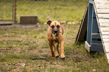 BERTA, Hund, Mischlingshund in Kroatien - Bild 3