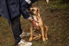 BERTA, Hund, Mischlingshund in Kroatien - Bild 4