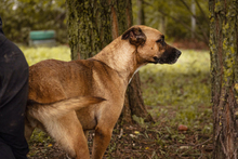 BERTA, Hund, Mischlingshund in Kroatien - Bild 5