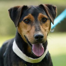 LUKI, Hund, Mischlingshund in Kroatien - Bild 1