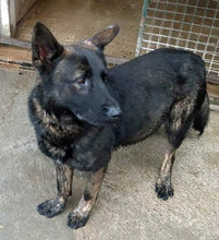 BRUNO, Hund, Deutscher Schäferhund-Mix in Slowakische Republik - Bild 2