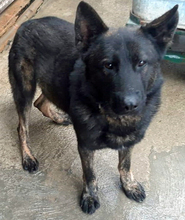 BRUNO, Hund, Deutscher Schäferhund-Mix in Slowakische Republik - Bild 3