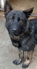 BRUNO, Hund, Deutscher Schäferhund-Mix in Slowakische Republik - Bild 4