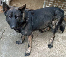 BRUNO, Hund, Deutscher Schäferhund-Mix in Slowakische Republik - Bild 5