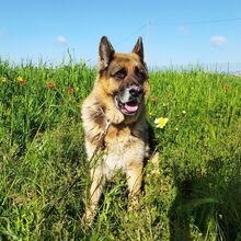 RENZO, Hund, Deutscher Schäferhund in Italien - Bild 2