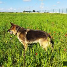 RENZO, Hund, Deutscher Schäferhund in Italien - Bild 3