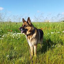 RENZO, Hund, Deutscher Schäferhund in Italien - Bild 4