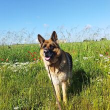 RENZO, Hund, Deutscher Schäferhund in Italien - Bild 5