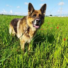 RENZO, Hund, Deutscher Schäferhund in Italien - Bild 6