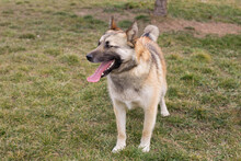 BECKY, Hund, Mischlingshund in Kroatien - Bild 2