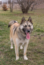 BECKY, Hund, Mischlingshund in Kroatien - Bild 3