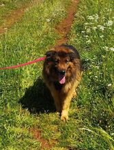 FRANZ, Hund, Deutscher Schäferhund-Mix in Rieden - Bild 1