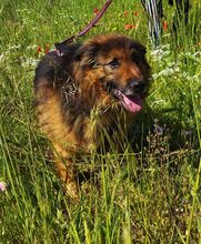 FRANZ, Hund, Deutscher Schäferhund-Mix in Rieden - Bild 2