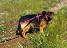 FRANZ, Hund, Deutscher Schäferhund-Mix in Rieden - Bild 3