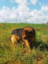 FRANZ, Hund, Deutscher Schäferhund-Mix in Rieden - Bild 4