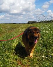 FRANZ, Hund, Deutscher Schäferhund-Mix in Rieden - Bild 5