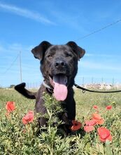 COFFEE, Hund, Deutscher Schäferhund-Mix in Italien - Bild 1