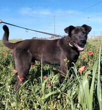 COFFEE, Hund, Deutscher Schäferhund-Mix in Italien - Bild 2